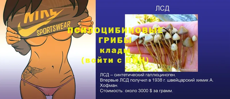 Галлюциногенные грибы GOLDEN TEACHER Джанкой